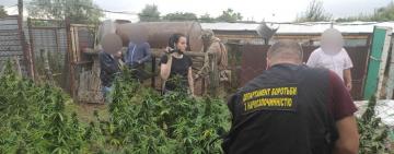 Полицейские разоблачили четырех жителей Болградского района в незаконном выращивании конопли